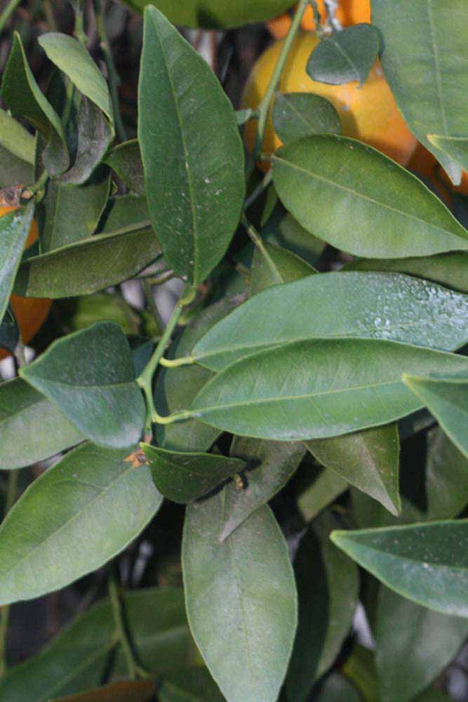            Shade leaves (Riverside, CA)   